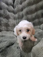 Linus, a male Cavapoo for sale in Pittsford, MI – 5 of 7
