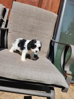 Snoopy F1, a male Cavapoo for sale in Pittsford, MI – 2 of 10