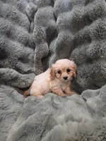 Bella, a female Cavapoo for sale in Pittsford, MI – 3 of 5