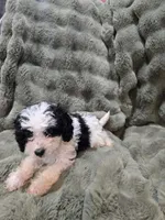 Snoopy, a male Cavapoo for sale in Pittsford, MI – 2 of 7