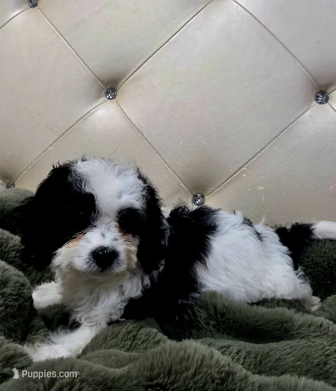 Snoopy F1 – Cavapoo puppy for sale in Pittsford, MI