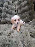 Linus, a male Cavapoo for sale in Pittsford, MI – 3 of 7