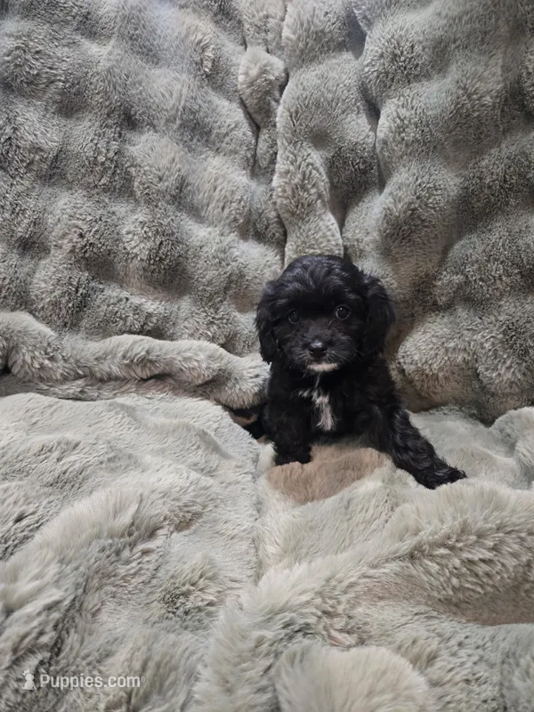 Charlie  – Cavapoo puppy for sale in Pittsford, MI