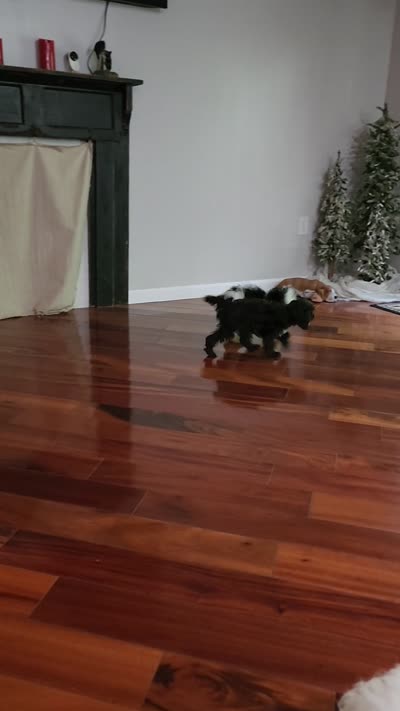Snoopy, a male Cavapoo for sale in Pittsford, MI – 9 of 9