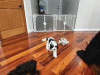 Snoopy, a male Cavapoo for sale in Pittsford, MI – 5 of 9
