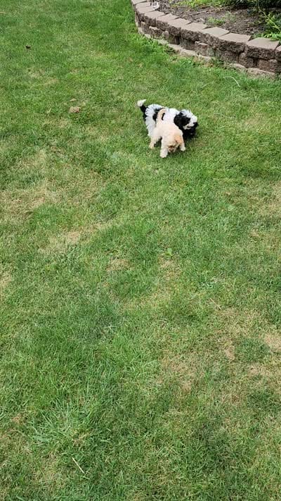 Snoopy REDUCED $, a male Cavapoo for sale in Pittsford, MI – 9 of 10