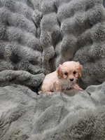 Bella, a female Cavapoo for sale in Pittsford, MI – 5 of 5