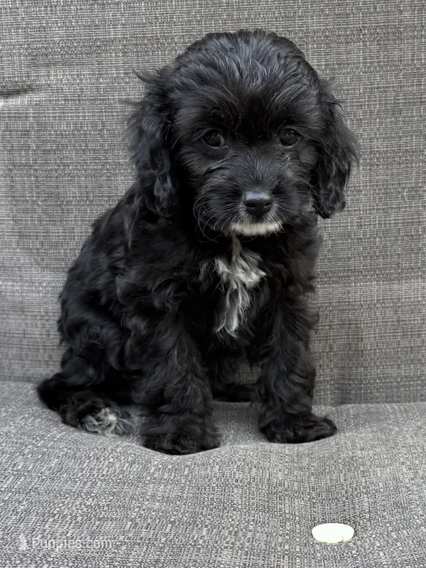 Charlie F1 – Cavapoo puppy for sale in Pittsford, MI