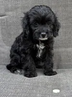 Charlie REDUCED $, a male Cavapoo for sale in Pittsford, MI – 6 of 10