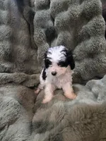 Snoopy, a male Cavapoo for sale in Pittsford, MI – 5 of 7