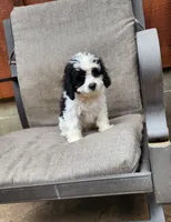 Snoopy REDUCED $, a male Cavapoo for sale in Pittsford, MI – 5 of 10