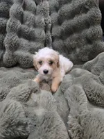 Linus, a male Cavapoo for sale in Pittsford, MI – 4 of 7