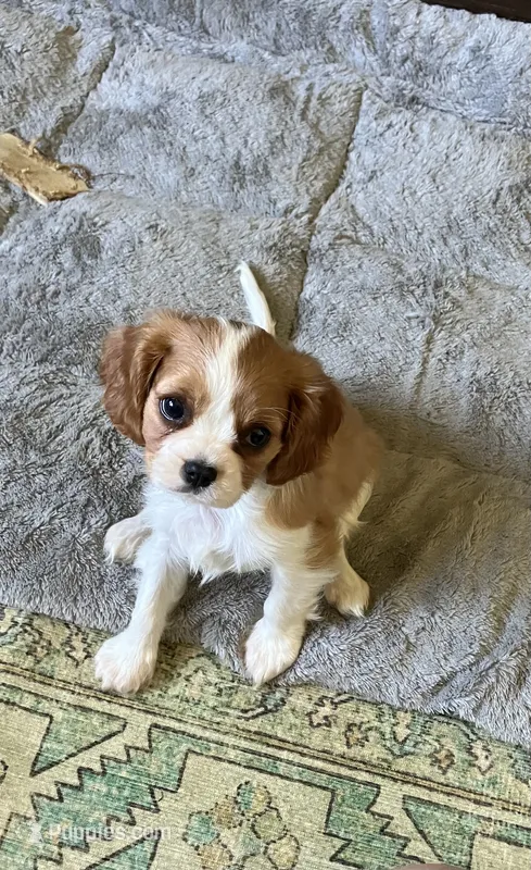 Peanut – Cavalier King Charles Spaniel puppy for sale in Ashland, OH