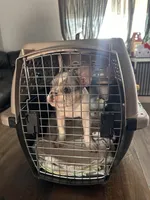 Piper , a female French Bulldog for sale in San Diego, CA – 3 of 3