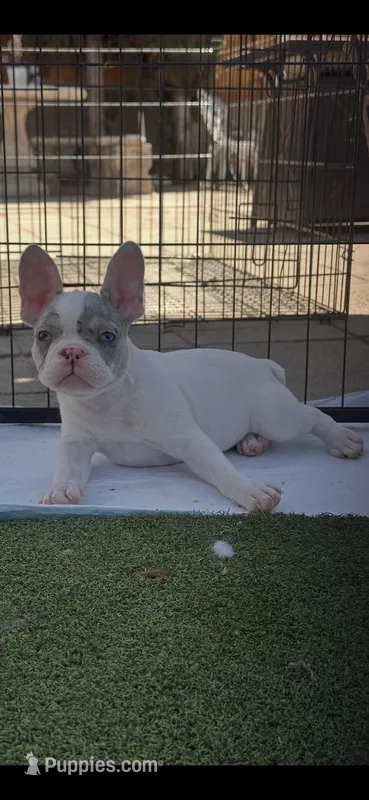 Piper  – French Bulldog puppy for sale in San Diego, CA