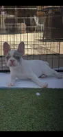 Piper , a female French Bulldog for sale in San Diego, CA – 1 of 3