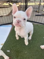 Rascal , a male French Bulldog for sale in San Diego, CA – 2 of 5