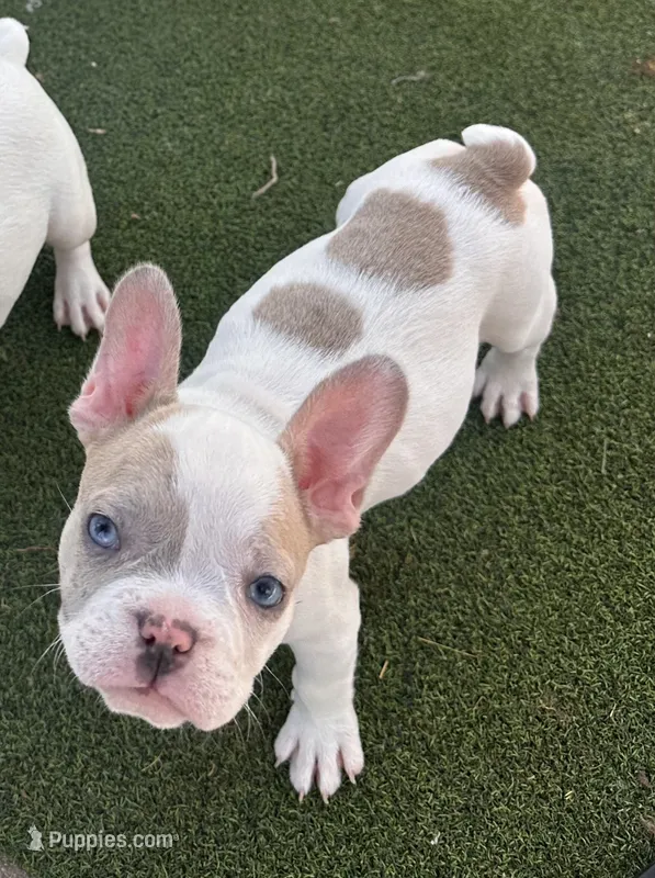 Linda   – French Bulldog puppy for sale in San Diego, CA
