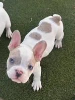 Linda  , a female French Bulldog for sale in San Diego, CA – 1 of 3
