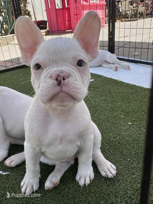 Rascal  – French Bulldog puppy for sale in San Diego, CA