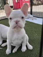 Rascal , a male French Bulldog for sale in San Diego, CA – 1 of 5