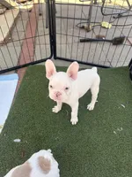 Rascal , a male French Bulldog for sale in San Diego, CA – 3 of 5