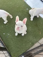 Rascal , a male French Bulldog for sale in San Diego, CA – 5 of 5