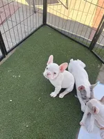 Rascal , a male French Bulldog for sale in San Diego, CA – 4 of 5