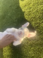 Piper , a female French Bulldog for sale in San Diego, CA – 2 of 3