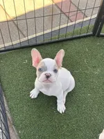 Linda  , a female French Bulldog for sale in San Diego, CA – 2 of 3