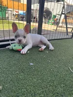 Linda  , a female French Bulldog for sale in San Diego, CA – 3 of 3