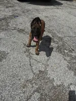 Reaper, a male Belgian Malinois for sale in Houston, TX – 3 of 5