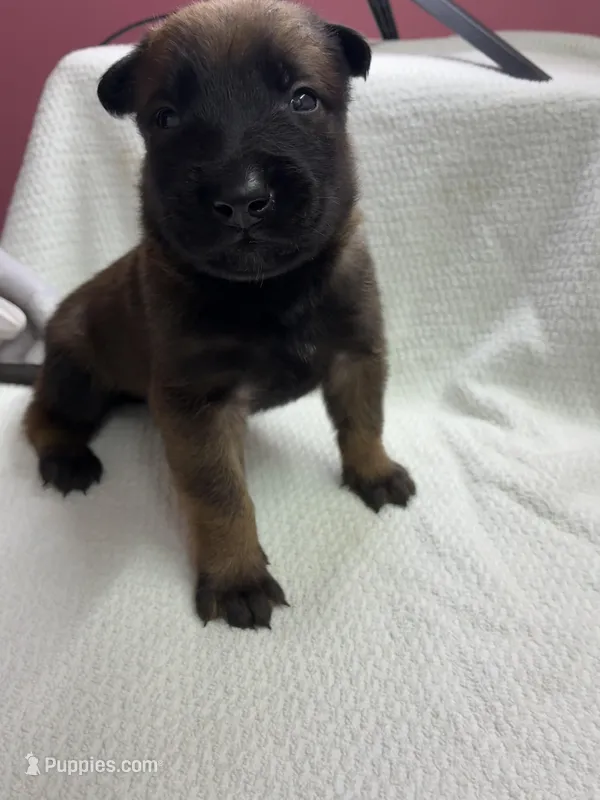 Reaper – Belgian Malinois puppy for sale in Houston, TX