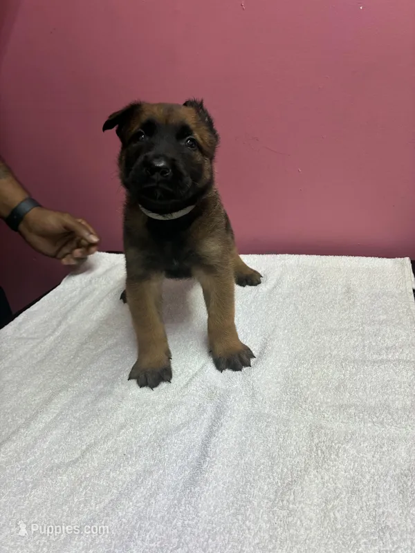 Reaper – Belgian Malinois puppy for sale in Houston, TX