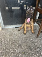 Reaper, a male Belgian Malinois for sale in Houston, TX – 1 of 5