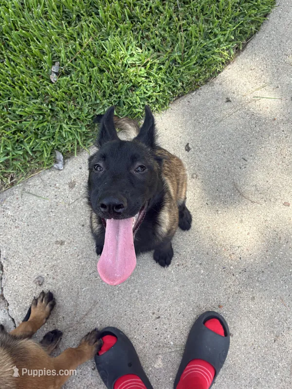 Princess  – Belgian Malinois puppy for sale in Houston, TX