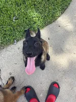 Princess , a female Belgian Malinois for sale in Houston, TX – 1 of 6