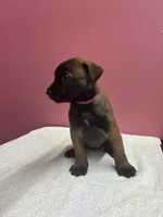 Layla, a female Belgian Malinois for sale in Houston, TX – Photo 1 of 5