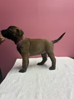 Layla, a female Belgian Malinois for sale in Houston, TX – Photo 3 of 5