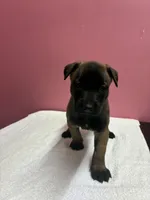 Layla, a female Belgian Malinois for sale in Houston, TX – Photo 2 of 5