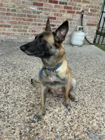 Layla, a female Belgian Malinois for sale in Houston, TX – Photo 5 of 5