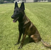 Layla, a female Belgian Malinois for sale in Houston, TX – Photo 4 of 5