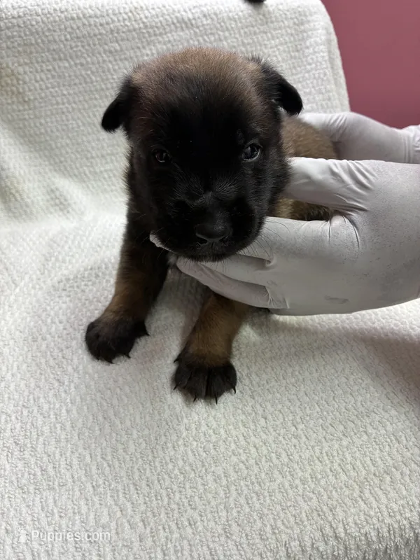 Layla – Belgian Malinois puppy for sale in Houston, TX