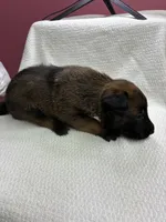 Layla, a female Belgian Malinois for sale in Houston, TX – Photo 2 of 2