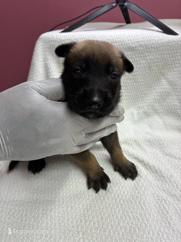 Princess  – Belgian Malinois puppy for sale in Houston, TX