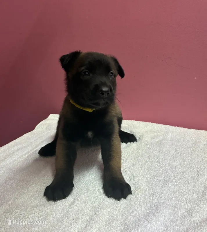Princess  – Belgian Malinois puppy on hold in Houston, TX