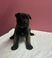 Princess , a female Belgian Malinois for sale in Houston, TX – 4 of 6