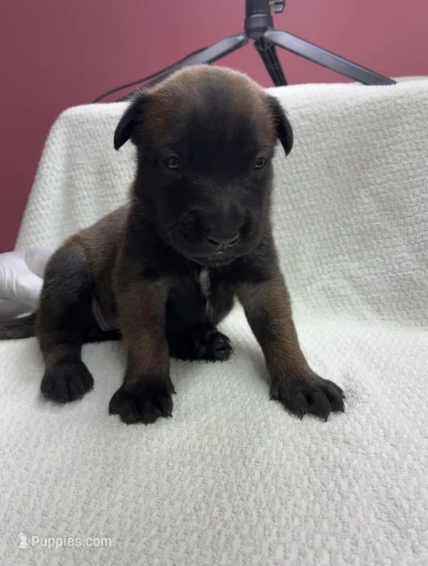 Rex – Belgian Malinois puppy for sale in Houston, TX