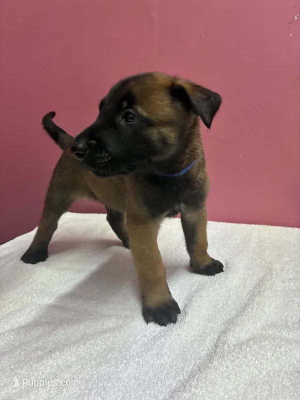 Rex – Belgian Malinois puppy for sale in Houston, TX