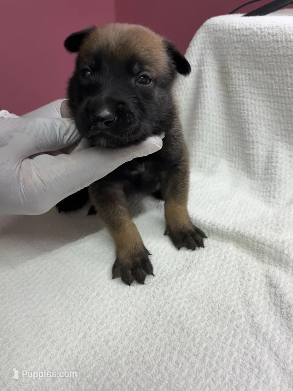 Oden – Belgian Malinois puppy for sale in Houston, TX